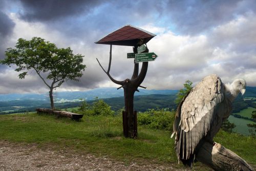 Raptoras, Grifo Grifas, Paukštis, Laukinis Gyvūnas, Gyvūnų Pasaulis, Salkūnai, Plėšrusis Paukštis, Grifas, Sugadintojai