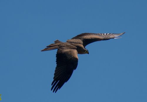 Raptoras, Paukštis, Plėšrusis Paukštis