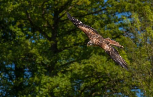 Raptoras, Paukštis, Plėšrusis Paukštis