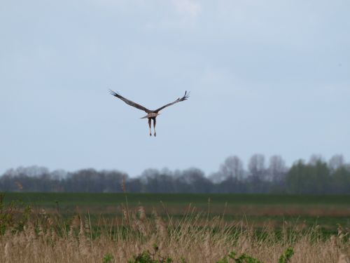 Raptoras, Sparnas, Paukštis, Plėšrusis Paukštis