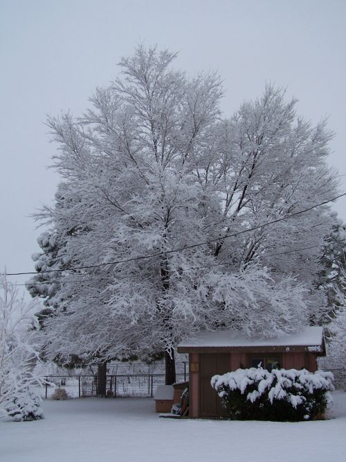 Sniegas,  Moab,  Elma & Nbsp,  Medžiai,  Utah,  Reabilitacija Moaboje