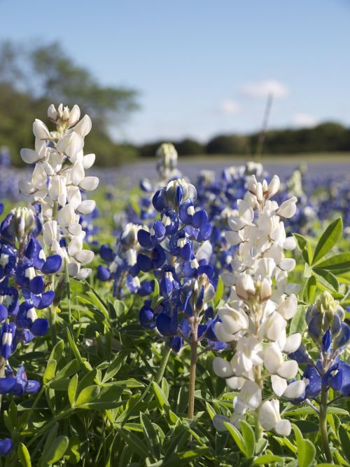 Baltas Bluebonnet, Lupinus Texensis, Fabaceae, Texas, Wildflower, Laukas, Gėlė, Gimtoji