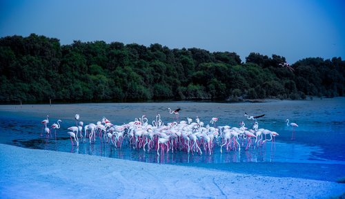 Ras Al Khor,  Flamingo,  Dubajus,  Kraštovaizdis