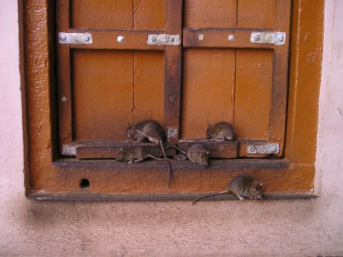 Žiurkė, Indija, Žiurkių Šventykla, Šventas