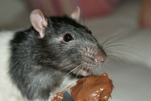 Žiurkė,  Graužikas,  Šokoladas,  Gurmaniškos Žiurkės
