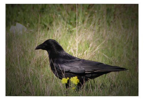 Varnas, Juoda, Paukštis, Corvidae, Gyvūnas