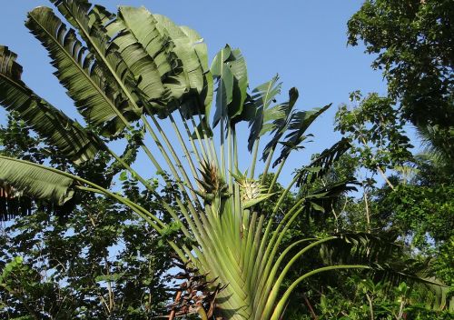 Ravenala Madagascariensis, Keliaujantis Medis, Keliautojo Palmė, Strelitziaceae, Kodagu, Indija