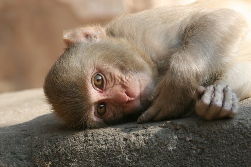 Sėdima Beždžionė,  Beždžionė,  Vaikas Beždžionė,  Indija