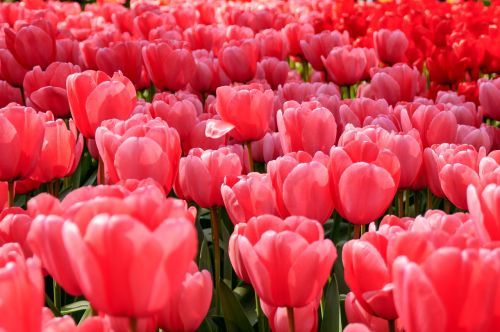 Raudona, Gėlės, Augalai, Rožinis, Tulpės, Holland