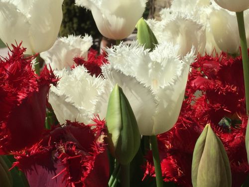 Raudona, Balta, Tulpės, Gėlės
