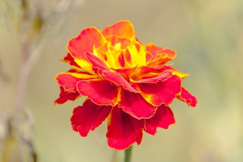 Marigoldas, Raudona Gėlė, Makro, Gamta