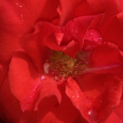 Raudona, Rosa, Gėlė