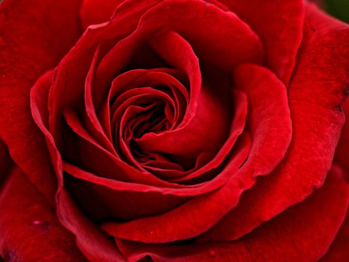Raudona, Rožė, Gėlė, Uždaryti, Rožių Žydėjimas, Valentino Diena, Romantiškas