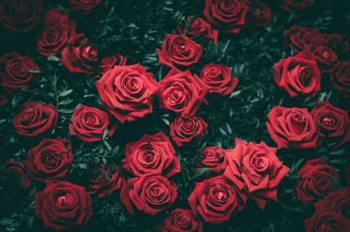 Raudona, Rožės, Gėlė, Žiedlapiai, Dovanos