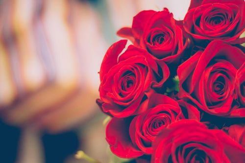 Raudona, Rožės, Gėlė, Žiedlapiai, Dovanos, Meilė