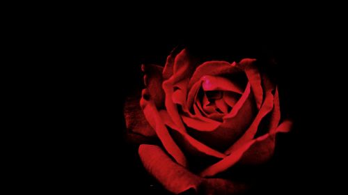 Raudona, Žiedlapis, Rožės, Gėlė