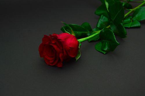 Raudona, Rožė, Gėlė
