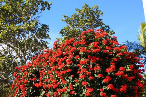 Raudona, Gėlė, Raudona Gėlė, Raudona Dahlia