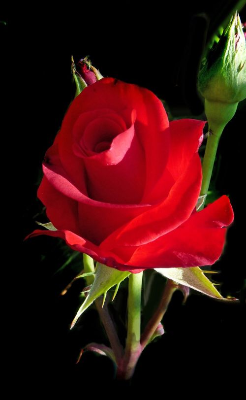 Raudona, Rožė, Romantiškas, Valentine