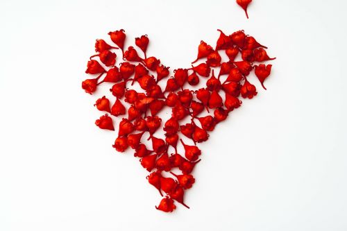 Raudona, Gėlė, Gėlės, Gamta, Meilė, Valentino Diena, Sveikinu, Romantika, Grožis