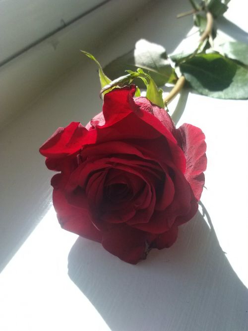 Raudona, Rožė, Romantika