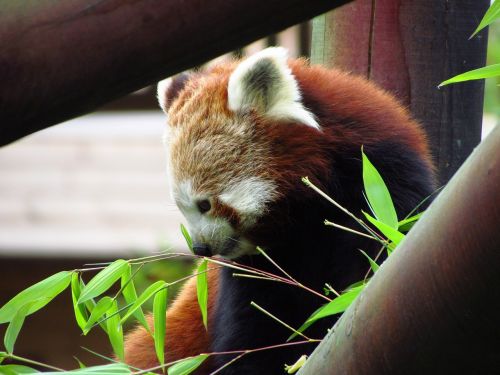 Raudona,  Panda,  Raudonoji Panda,  Valgymas,  Sėdi,  Gyvūnas,  Laukinė Gamta,  Alkanas