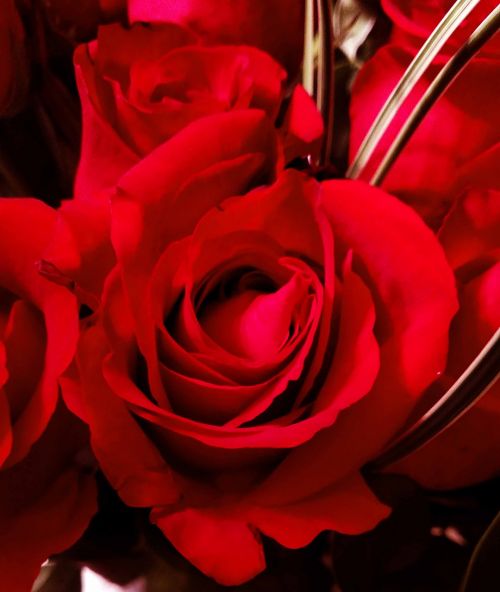 Raudona, Rožė, Raudonos Rožės, Gėlė, Valentine, Budas