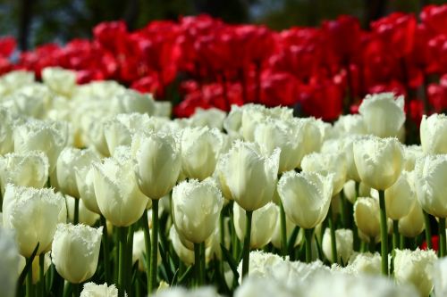 Raudonos Ir Baltos Spalvos Tulpės, Birūs Tulpės, Pavasaris, Konya