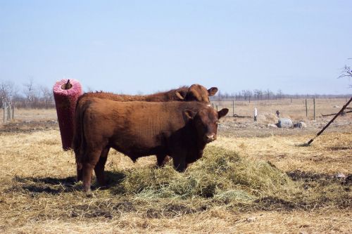 Raudona,  Bulius,  Angus,  Jautiena,  Mėsa,  Karvė,  Ūkis,  Šalis,  Kaimas,  Raudona Angus Bukas Lauke