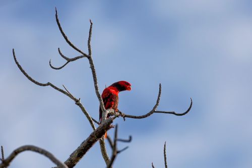 Raudona Paukštis, Kanalo Rinkodaros Programa, Atogrąžų, Widi Salos, Halmahera, Indonezija