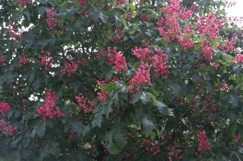 Raudona Buckeye, Žiedynas, Kaštonų Medis, Medis, Kaštonas, Kūno Raudonas Arkinis Kaštonas, Raudonas Žydėjimas Buckeye, Buckeye, Žiedas, Žydėti, Lapuočių Medis, Raudona, Dekoratyvinis, Aesculus, Aesculus Rubicunda, Hibridas