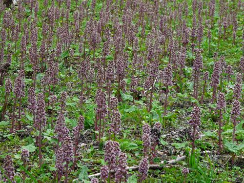 Raudona Butterbur, Butterbur, Augalas, Gamta, Laukinis Augalas