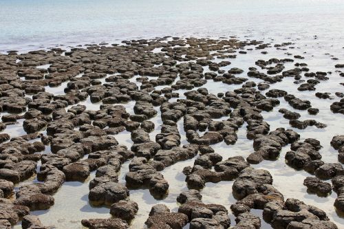Raudoni Dangteliai, Australia, Stromatolitas, Kranto, Vanduo