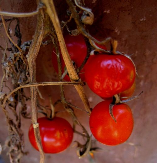 Pomidorai,  Mažas,  Apvalus,  Raudona,  Šviesus,  Vaisiai,  Raudoni Vyšniniai Pomidorai