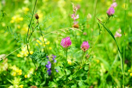 Raudonieji Dobilai, Klee, Aštraus Gėlė, Pašariniai Augalai, Rožinis, Raudona, Pieva, Žolė, Trifolium Pratense, Fabaceae, Faboideae, Ankštiniai, Leguminosae, Trifolium, Pievų Augalai, Mager Pieva