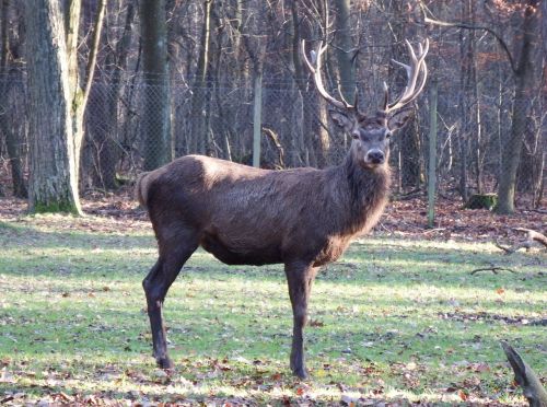 Raudonas Elnias, Ruduo, Laukiniai, Medžioklė, Miškininkystė, Laukinio Gyvenimo Parkas, Lapkritis, Rat, Antler, Ganyti