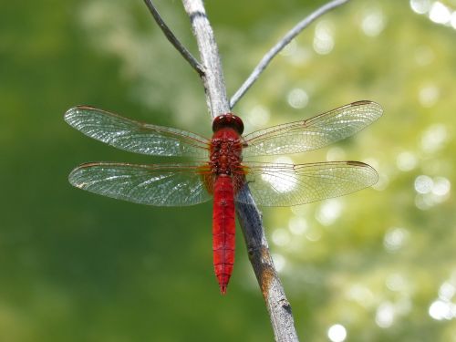 Raudona Lazda, Išsamiai, Mirksi, Pelkė, Lazda, Eritrozės Kroketemas, Orthetrum Brunneum