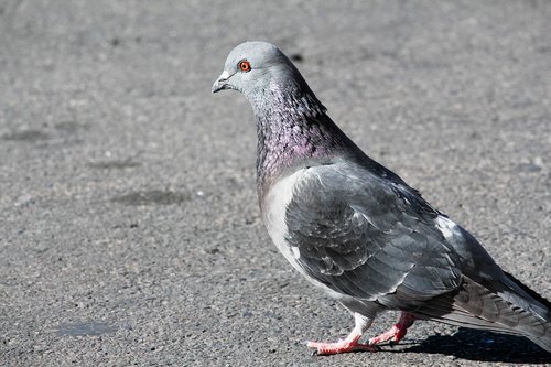 Raudona Akis,  Paukštis,  Pigeon,  Pobūdį,  Gyvūnas,  Plunksna