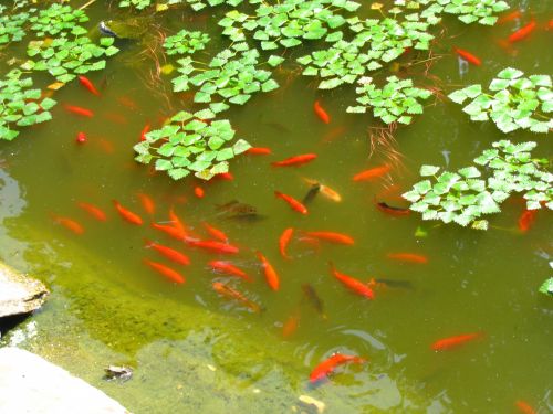 Žuvis,  Raudona,  Japanese,  Tvenkinys,  Vanduo,  Gamta,  Raudona Žuvis