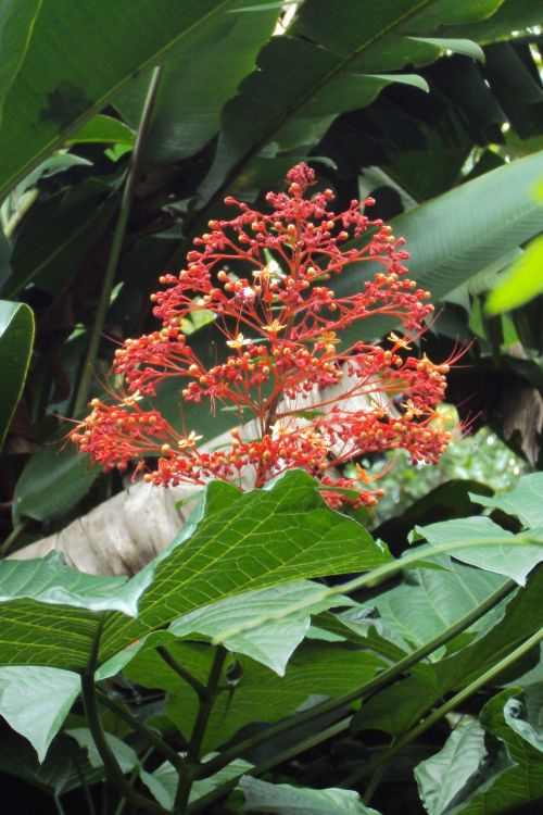 Raudona Gėlė, Laukinė Gėlė, Žalias, Tamsiai Žalia, Laukinis Augalas, Augalas, Šri Lanka
