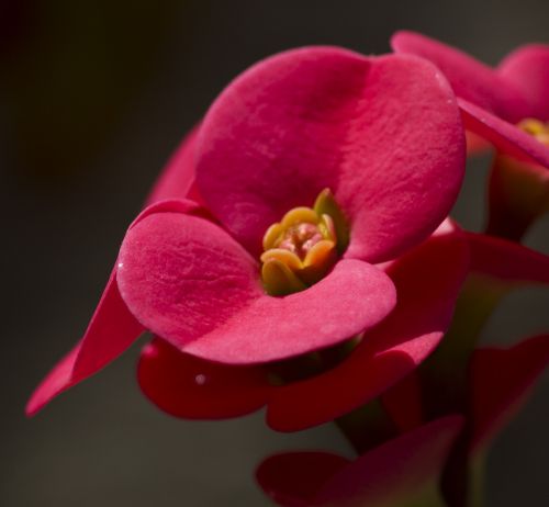 Raudona Gėlė, Nysselig, Erškėtis, Krikščionis, Augalas, Korona, Euphorbia Milii
