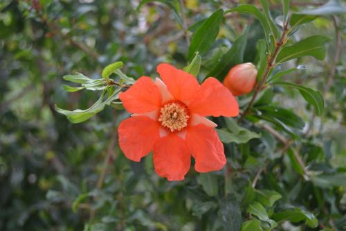 Raudona Gėlė, Granatų Gėlė, Granado, Punica Granatus, Gėlės