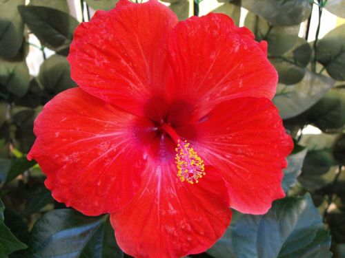 Raudona Gėlė, Hibiscus, Spalvinga, Spalvos, Malvaceae
