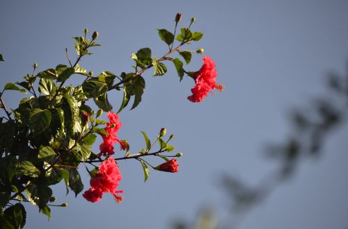 Raudonos Gėlės, Natūralus Grožis, Gamta