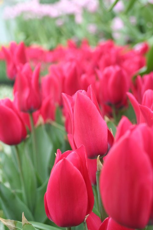 Raudonos Gėlės, Tulpė, Pasaulio Gėlių Botanikos Sodas