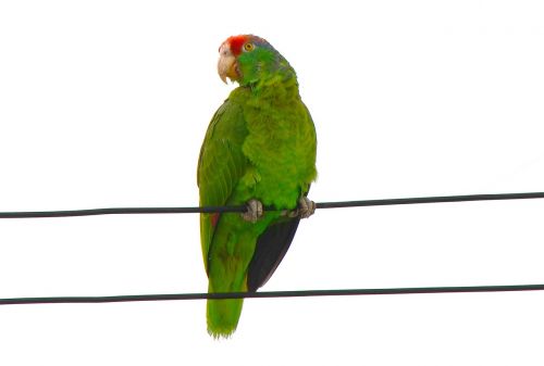 Raudona Fronted Macaw, Papūga, Ara, Rubrogeniai, Amazonas, Žalias, Paukštis, Gyvūnas