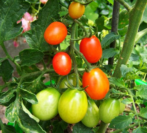 Raudona-Žalia Pomidorų, Daržovės, Maistas