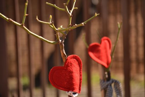 Raudonos Širdies, Apdaila, Rožių Medis, Pruned