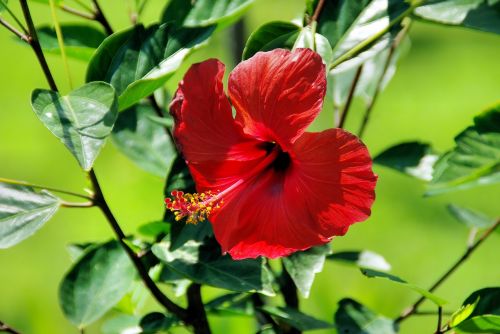 Raudonasis Hibiscus, Egzotiška Gėlė, Botanika, Augalas