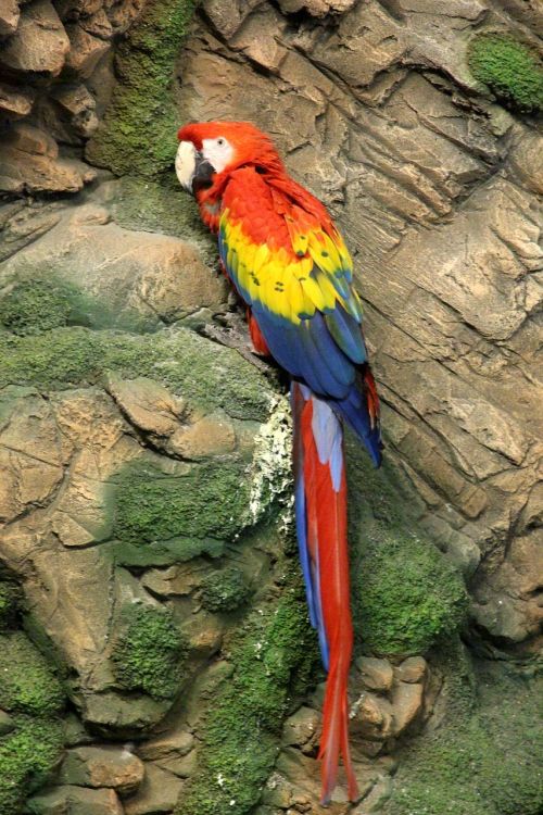 Red Macaw, Ara Macao, Papūga, Paukštis, Plunksnos Rasės, Siena